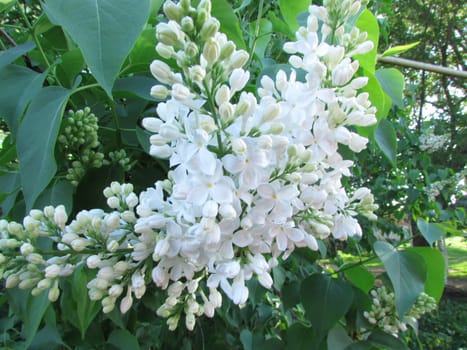 flowers of white lilac on a background of
green leaves