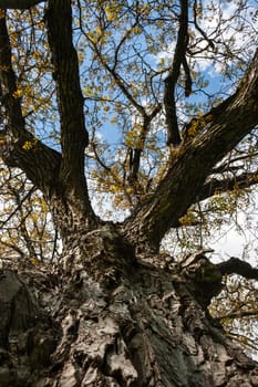 branch of big tree on blue sky background