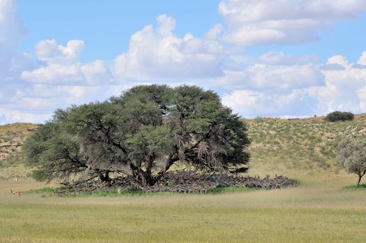 Springbok herd hiding from the harsh midday sun under Camel-thorn tree in the Kgalagadi Transfrontier Park