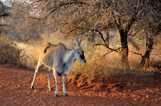 Old Unicorn Eland at the Haak-en-Steek Waterhole, Mokala National Park, South Africa
