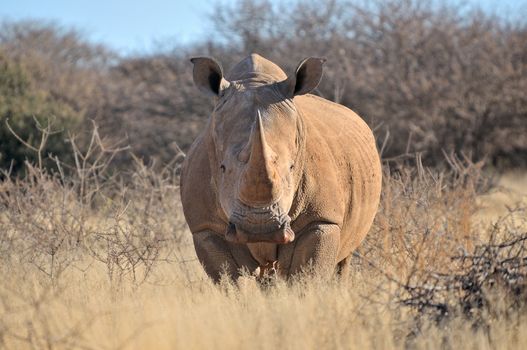 Southern White Rhino in grass field surrounded by thorn bushes
