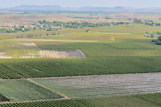 Vineyards at Keimoes in the Northern Cape Province of South Africa
