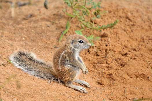Cape Ground Squirrel (Xerus Inauris). Photo taken at Mata Mata in the Kgalagadi Transfrontier Park, South Africa
