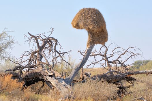 Dead tree with Sociable Weaver community nest in the Kgalagadi Transfrontier Park
