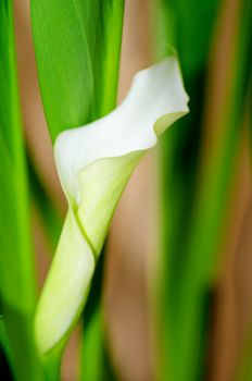 Beauty White Calla Lily Details between Green Leafs closeup. Focus on Edge of Petals