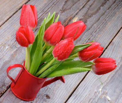 Bunch of Spring Magenta Tulips in Watering Can isolated on Rustic Wooden background