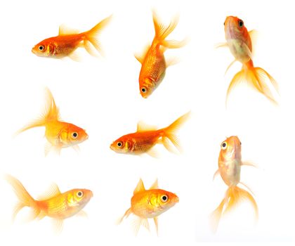 collection of goldfish isolated on white in 24mp. file