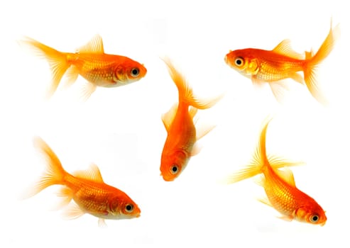 collection of goldfish isolated on white in 24mp. file