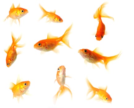 collection of goldfish isolated on white in 24mp. file