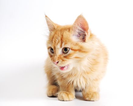 Cute little red kitten isolated on white background