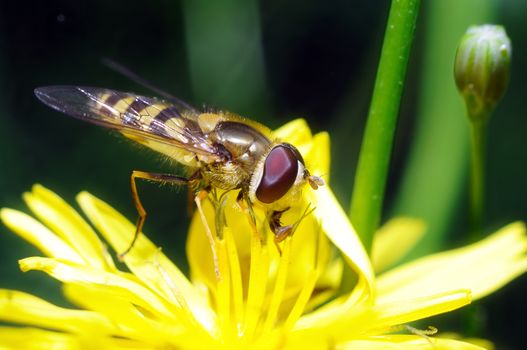 yellow fly looks like a sting in a flower