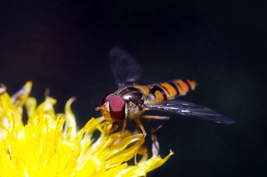 yellow fly looks like a sting on a flower