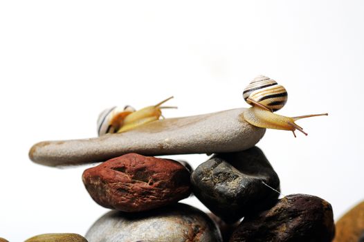 Two garden snails on colorful stones on white