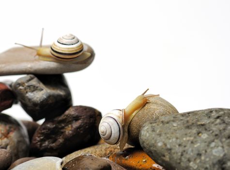 Two garden snails on colorful stones on white
