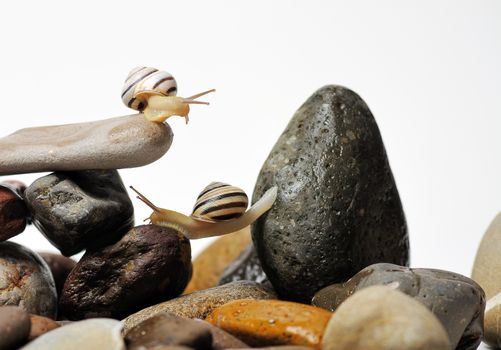 Two garden snails on colorful stones on white