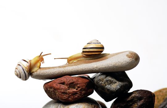 Two garden snails on colorful stones on white