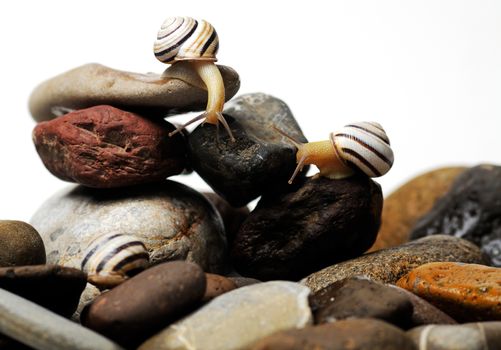 Three  garden snails on colorful stones on white