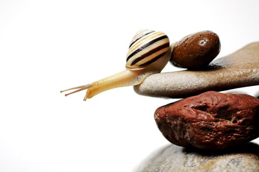 garden snail on colorful stones on white