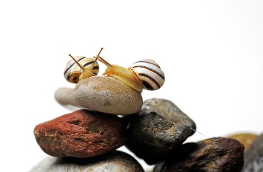 Two garden snails on colorful stones on white 