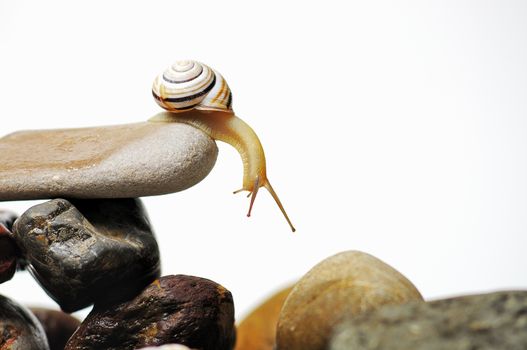  garden snail on colorful stones on white