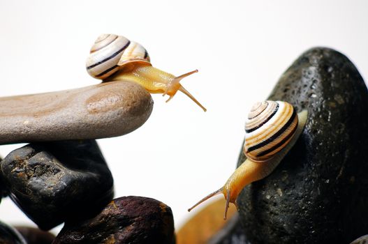 Two garden snails on colorful stones on white
