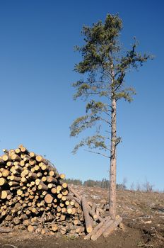 Timber Stack on clearcutting area and a lonely tree