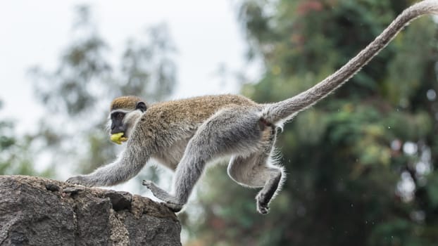 Monkey on a ledge