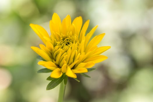 A beautiful yellow  blooming flower with green and white background