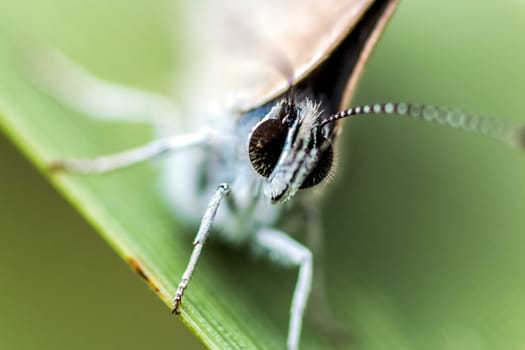 A close-up macro shot of a small white butterfly with light brown wings