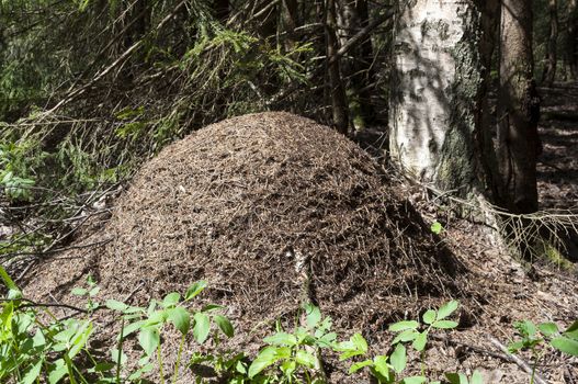Large anthill in forest near the birch tree