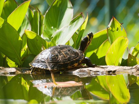 pond turtle on the stone wall