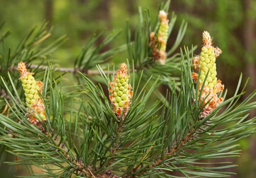 Bright flowers in May pine in central Russia
