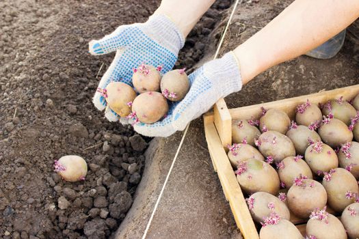 Farmer planting sprouts potatoes in the ground in spring