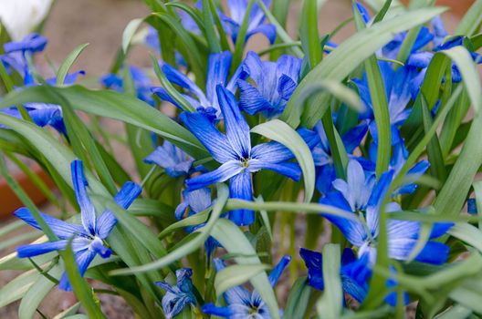 a vast color flowed flower tecophilea cyancrocus