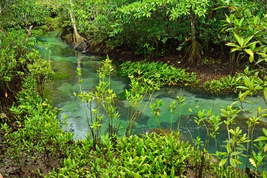 Tha pom nature trail and Crystal stream, Krabi, Thailand