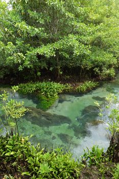 Tha pom nature trail and Crystal stream, Krabi, Thailand