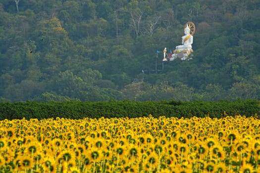 A field of sunflowers with white buddha statue, Thailand