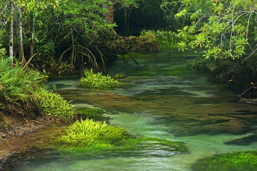 Tha pom nature trail and Crystal stream, Krabi, Thailand