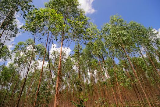 Eucalyptus forest in Thailand, plats for paper industry