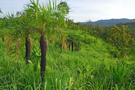 sago palm in nature