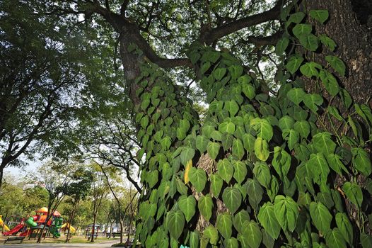 Green leaf on big tree in Suan lumpini park, Bangkok, Thailand.