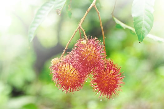 Details of Rambutan fruit background