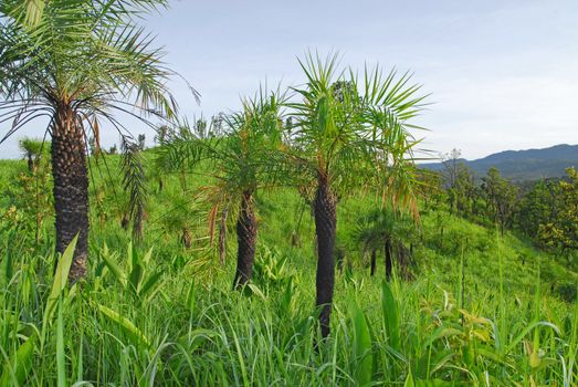 sago palm in nature