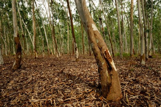 Plantation of Eucalyptus tree for paper industry