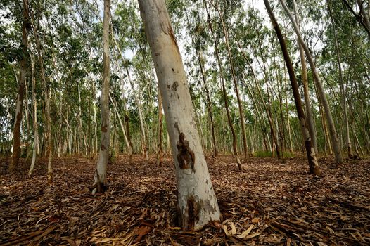 Plantation of Eucalyptus tree for paper industry