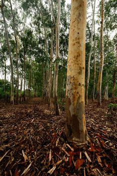 Plantation of Eucalyptus tree for paper industry