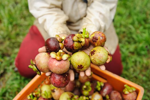 mangosteen fruit