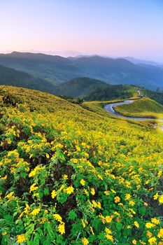 Tung Bua Tong Mexican sunflower under blue sky in Maehongson, Thailand