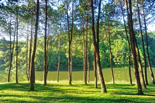 Light aircraft, Pang Ung Forestry Plantations, Maehongson Province, North of Thailand