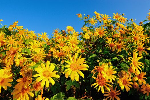 Tung Bua Tong Mexican sunflower under blue sky in Maehongson, Thailand